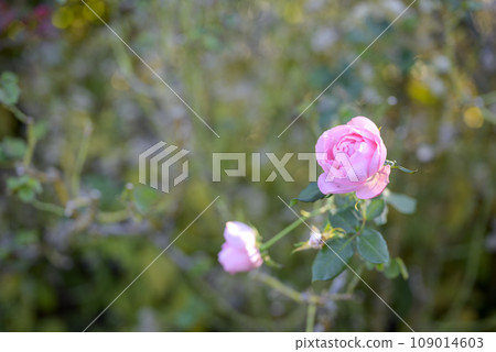 Autumn rose pink [Kanagawa Prefecture] 109014603