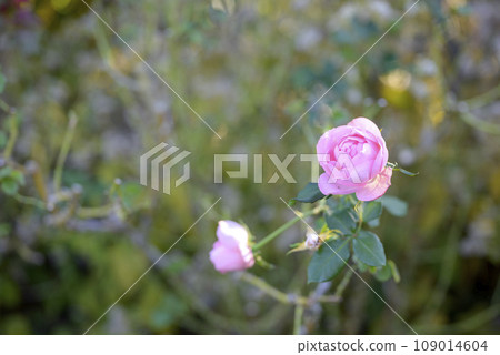 Autumn rose pink [Kanagawa Prefecture] 109014604
