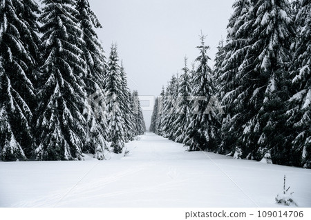 Forest aisle covered by snow in winter Jizera Mountains, Czechia 109014706
