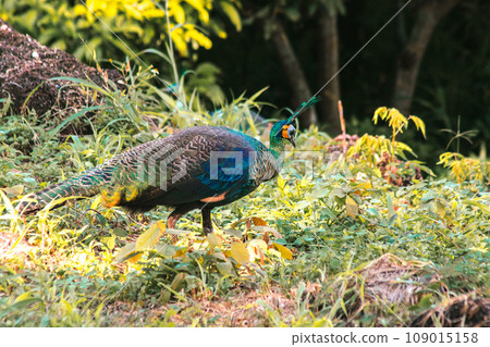 Peacock is the largest pheasant bird, males have long, colorful tail feathers. 109015158