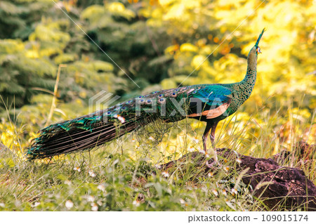 Peacock is the largest pheasant bird, males have long, colorful tail feathers. Peacock is the largest pheasant bird, males have long, colorful tail feathers. 109015174