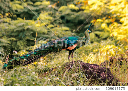 Peacock is the largest pheasant bird, males have long, colorful tail feathers. Peacock is the largest pheasant bird, males have long, colorful tail feathers. 109015175