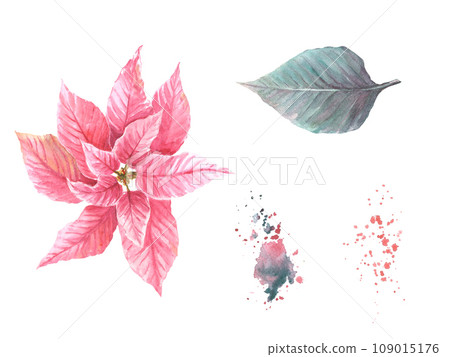 Watercolor painted set of pink red Poinsettia, Pulcherrima flowers, leaves with aquarelle splashes. Traditional plant for Christmas or New Year decor, winter celebrate print. Isolated white background 109015176