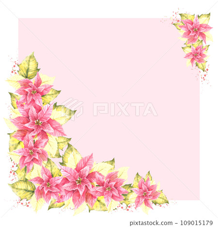 Watercolor painted square frame of pink yellow Poinsettia, Pulcherrima flowers and leaves. Traditional plant for Christmas or New Year card, winter holiday celebrate print. Isolated light background 109015179