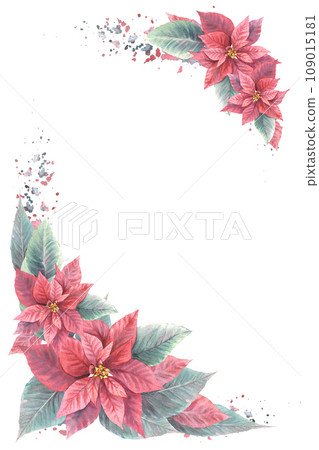 Watercolor painted card of red Poinsettia, Pulcherrima flowers and leaves with splashes. Traditional plant for Christmas or New Year, winter, holiday celebrate print design. Isolated, white background 109015181