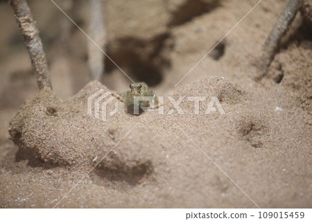 Lizard that mimics sand Lizard that mimics sand 109015459