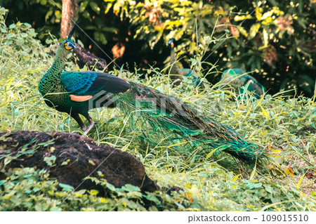 Peacock walking in the grass, Peacock is the largest pheasant bird, males have long, colorful tail feathers. 109015510