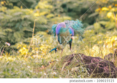 Peacock walking in the grass, Peacock is the largest pheasant bird, males have long, colorful tail feathers. 109015515