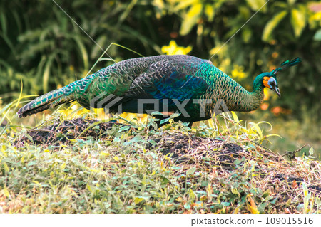 Peacock walking in the grass, Peacock is the largest pheasant bird, males have long, colorful tail feathers. 109015516