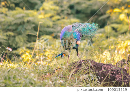 Peacock walking in the grass, Peacock is the largest pheasant bird, males have long, colorful tail feathers. 109015519