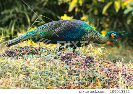 Peacock walking in the grass, Peacock is the largest pheasant bird, males have long, colorful tail feathers. 109015521