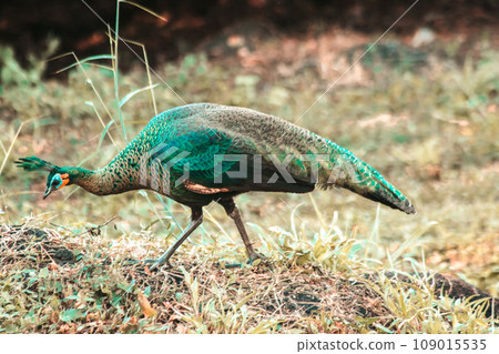 Peacock walking in the grass, Peacock is the largest pheasant bird, males have long, colorful tail feathers. 109015535