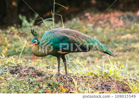 Peacock walking in the grass, Peacock is the largest pheasant bird, males have long, colorful tail feathers. Peacock walking in the grass, Peacock is the largest pheasant bird, males have long, colorful tail feathers. 109015549