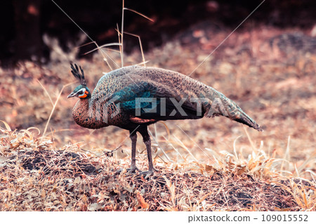 Peacock walking in the grass, Peacock is the largest pheasant bird, males have long, colorful tail feathers. 109015552