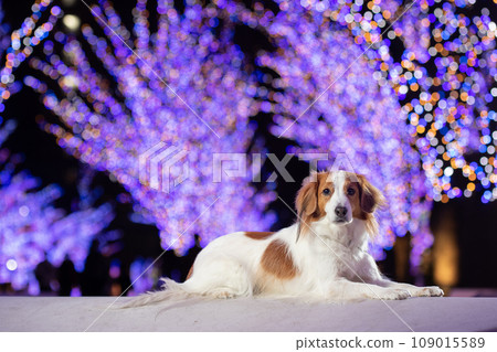 Illuminations and Koikeruhondie that hangs horizontally Illuminations and Koikeruhondie that hangs horizontally 109015589