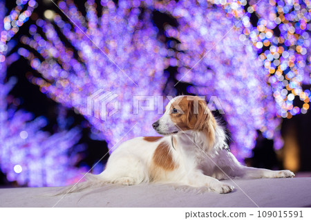 Illuminations and Koikeruhondie that hangs horizontally Illuminations and Koikeruhondie that hangs horizontally 109015591