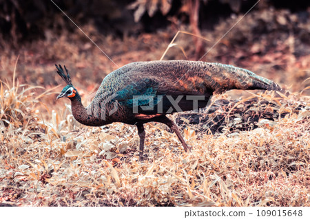Peacock walking in the grass, Peacock is the largest pheasant bird, males have long, colorful tail feathers. Peacock walking in the grass, Peacock is the largest pheasant bird, males have long, colorful tail feathers. 109015648