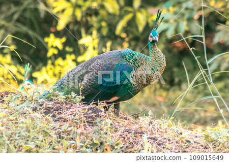 Peacock walking in the grass, Peacock is the largest pheasant bird, males have long, colorful tail feathers. Peacock walking in the grass, Peacock is the largest pheasant bird, males have long, colorful tail feathers. 109015649