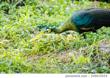 Peacock walking in the grass, Peacock is the largest pheasant bird, males have long, colorful tail feathers. Peacock walking in the grass, Peacock is the largest pheasant bird, males have long, colorful tail feathers. 109015654