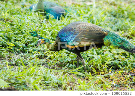 Peacock walking in the grass, Peacock is the largest pheasant bird, males have long, colorful tail feathers. Peacock walking in the grass, Peacock is the largest pheasant bird, males have long, colorful tail feathers. 109015822