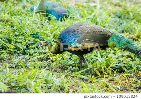 Peacock walking in the grass, Peacock is the largest pheasant bird, males have long, colorful tail feathers. 109015824