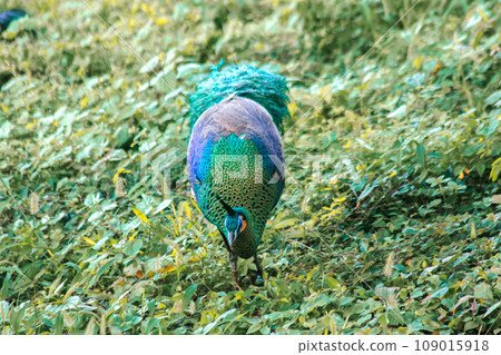 Peacock walking in the grass, Peacock is the largest pheasant bird, males have long, colorful tail feathers. Peacock walking in the grass, Peacock is the largest pheasant bird, males have long, colorful tail feathers. 109015918