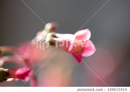 天使燈花 天使燈花 109015919