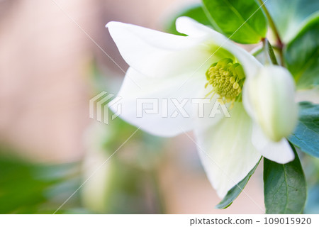 聖誕節玫瑰白花 聖誕節玫瑰白花 109015920