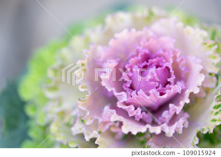 可愛的粉紅葉牡丹 109015924