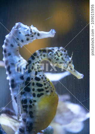 海馬 海馬 109015956