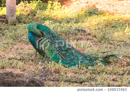 Peacock walking in the grass, Peacock is the largest pheasant bird, males have long, colorful tail feathers. Peacock walking in the grass, Peacock is the largest pheasant bird, males have long, colorful tail feathers. 109015983