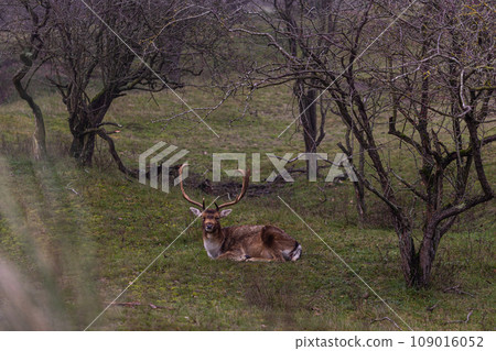 Beautiful deer with big horns walk in the forest, park. Deer eat grass. Beautiful foggy morning. Deer graze on the lawn. National Park with animals, deer. 109016052