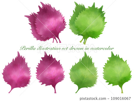 水彩繪製的紫蘇插圖集 水彩繪製的紫蘇插圖集 109016067