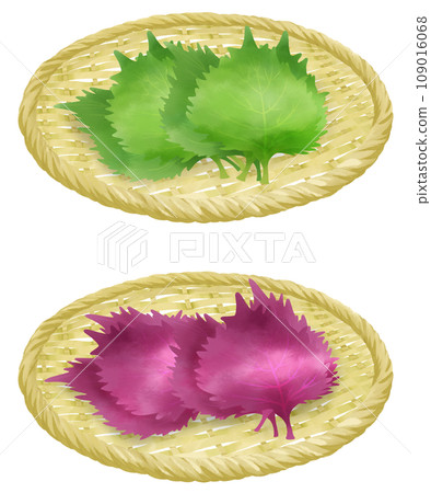 Illustration set of shiso on a colander 109016068