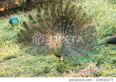 The peacock spreads its tail, The peacock spreads its tail and is considered unique to the male peacock. To get the attention of the female peacock 109016273
