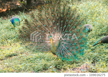 The peacock spreads its tail, The peacock spreads its tail and is considered unique to the male peacock. To get the attention of the female peacock 109016275