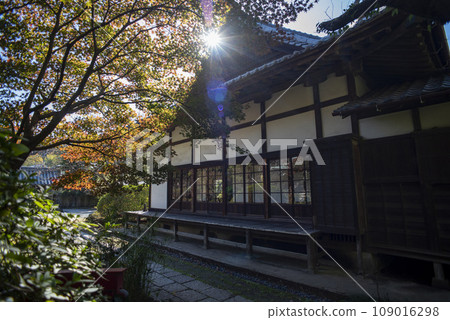 鎌倉 11 月 常光寺 1 109016298
