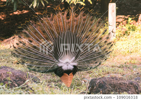 The peacock spreads its tail, The peacock spreads its tail and is considered unique to the male peacock. To get the attention of the female peacock The peacock spreads its tail, The peacock spreads its tail and is considered unique to the male peacock. To get the attention of the female peacock 109016318