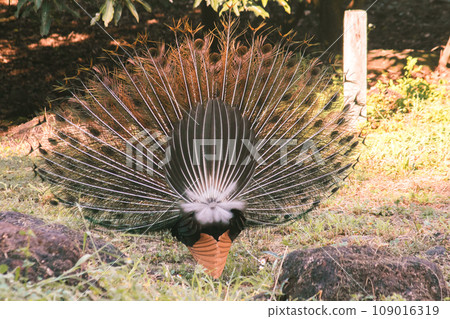 The peacock spreads its tail, The peacock spreads its tail and is considered unique to the male peacock. To get the attention of the female peacock The peacock spreads its tail, The peacock spreads its tail and is considered unique to the male peacock. To get the attention of the female peacock 109016319