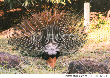 The peacock spreads its tail, The peacock spreads its tail and is considered unique to the male peacock. To get the attention of the female peacock The peacock spreads its tail, The peacock spreads its tail and is considered unique to the male peacock. To get the attention of the female peacock 109016321