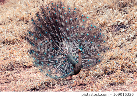 The peacock spreads its tail, The peacock spreads its tail and is considered unique to the male peacock. To get the attention of the female peacock 109016326
