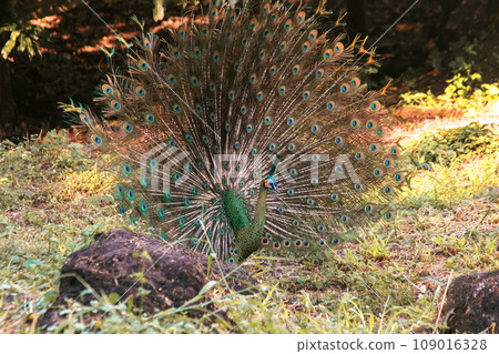The peacock spreads its tail, The peacock spreads its tail and is considered unique to the male peacock. To get the attention of the female peacock 109016328
