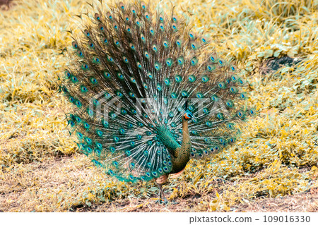 The peacock spreads its tail, The peacock spreads its tail and is considered unique to the male peacock. To get the attention of the female peacock 109016330