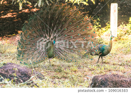 The peacock spreads its tail, The peacock spreads its tail and is considered unique to the male peacock. To get the attention of the female peacock 109016383