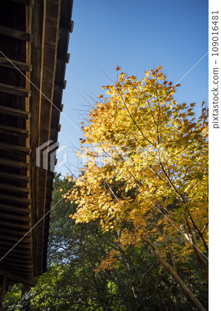 鎌倉 11 月 開藏寺 6 鎌倉 11 月 開藏寺 6 109016481