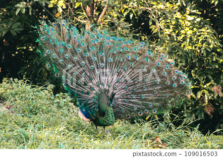 The peacock spreads its tail, The peacock spreads its tail and is considered unique to the male peacock. To get the attention of the female peacock The peacock spreads its tail, The peacock spreads its tail and is considered unique to the male peacock. To get the attention of the female peacock 109016503