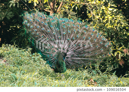 The peacock spreads its tail, The peacock spreads its tail and is considered unique to the male peacock. To get the attention of the female peacock The peacock spreads its tail, The peacock spreads its tail and is considered unique to the male peacock. To get the attention of the female peacock 109016504