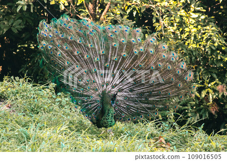 The peacock spreads its tail, The peacock spreads its tail and is considered unique to the male peacock. To get the attention of the female peacock The peacock spreads its tail, The peacock spreads its tail and is considered unique to the male peacock. To get the attention of the female peacock 109016505