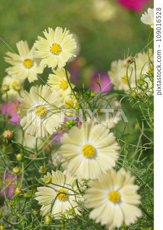 波斯菊場 1 的黃色波斯菊 波斯菊場 1 的黃色波斯菊 109016528