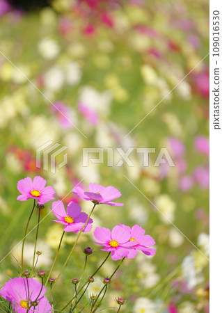 波斯菊場裡的粉紅波斯菊7 波斯菊場裡的粉紅波斯菊7 109016530